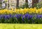 yellow daffodils and blue hyacinths blooming in a garden.