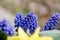 Yellow Daffodils. Blue Muscari. Bouquet. Fragrant spring. Sweet aroma of bright colors. Bouquet for your favorite girl. Flowers