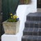 The Yellow daffodils and blue primrose in square pot as decoration of entrance to the house near the stone staircase