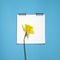 Yellow daffodils border a white square notebook on the springs. Blue background.