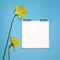 Yellow daffodils border a white square notebook on the springs. Blue background.