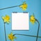 Yellow daffodils border a white square notebook on the springs. Blue background.