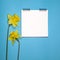 Yellow daffodils border a white square notebook on the springs. Blue background.