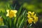 Yellow daffodils closeup on blurred background