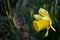 Yellow daffodils closeup on blurred background