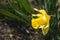 Yellow daffodils closeup on blurred background