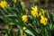 Yellow daffodils closeup on blurred background