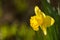 Yellow daffodils closeup on blurred background