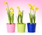 Yellow daffodils in colorful pails