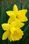 Yellow Daffodils With Delicate Petals And Green Leaves