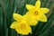 Yellow Daffodils With  Delicate Petals And Green Leaves