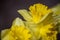 Yellow daffodils with dew drops in darkness and light filtered. Isolated blooming narcissus filter. Bright spring flowers.