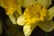 Yellow daffodils with dew drops in light closeup filtered. Isolated blooming narcissus filter. Bright spring flowers.