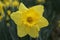Yellow Daffodils Early Spring 2020 III