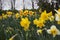 Yellow Daffodils Early Spring 2020 VI