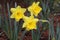 Yellow Daffodils Early Spring 2020 VIII