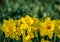 Yellow daffodils on the flowerbed in the park