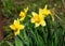 Yellow daffodils flowering in the garden