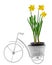 Yellow daffodils flowers in a flower pot on white vintage bicycle, close up, isolated, white background