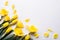 Yellow daffodils flowers on a white background. Copy space.