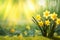 Yellow daffodils in front of a light background. Bokeh panorama