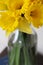 Yellow Daffodils in a glass jar