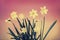 Yellow Daffodils on Gradient Background - Retro