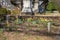 Yellow daffodils in the graveyard surrounded by yellow winter grass, headstones and graves and lush green trees