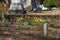 Yellow daffodils in the graveyard surrounded by yellow winter grass, headstones and graves and lush green trees at the Oaklan