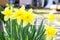 Yellow daffodils grow in the country