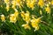 Yellow daffodils grow in the garden