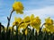 Yellow daffodils growing on a field against blue sky