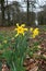Yellow Daffodils Growing in a Park