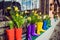 Yellow daffodils and hyacinth in multicolored rubber boots used as pots decorating the storefront window. Selective focus