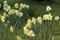 Yellow daffodils on a meadow