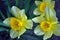 Yellow daffodils Narcissus, Pseudonarcissus DC, Ajax Spach blooming flowers with green leaves, growing plant