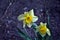 Yellow daffodils Narcissus, Pseudonarcissus DC, Ajax Spach with green leaves, growing plant
