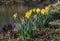 Yellow daffodils nearby little brook