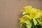 Yellow Daffodils on a neutral background