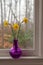 Yellow daffodils in a purple vase on the windowsill on a rainy day