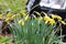 Yellow Daffodils Ready to Bloom