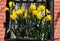 Yellow daffodils seen in a window box