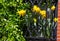 Yellow daffodils seen in a window box with green bush