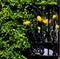 Yellow daffodils seen in a window box with green bush