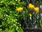Yellow daffodils seen in a window box with green bush