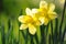 Yellow daffodils in spring sunshine