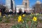 Yellow Daffodils during Spring at Washington Square Park in Greenwich Village of New York City