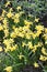 Yellow daffodils in springtime