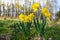 Yellow daffodils in springtime garden