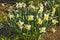 Yellow Daffodils in Sunlight